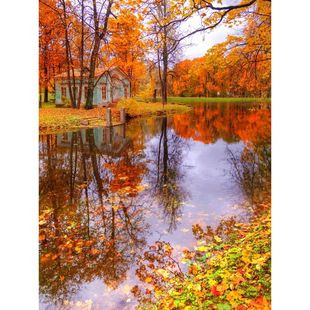 DIY数字油画自己填色银杏秋色枫红叶树林小路山水风景家居装饰画