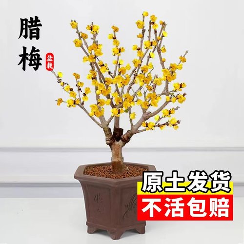 腊梅花树苗盆栽丛生地栽庭院风景树耐寒耐旱矮化老桩好养素心腊梅