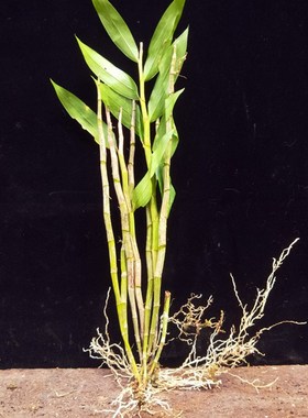 流苏石斛 黄色花瓣 黑色花芯 不是黄橙 叠鞘 花卉绿植 盆栽 包邮