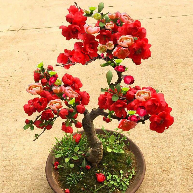 海棠花盆栽树苗盆景重瓣老桩庭院绿植物室内四季花卉开花好养包邮