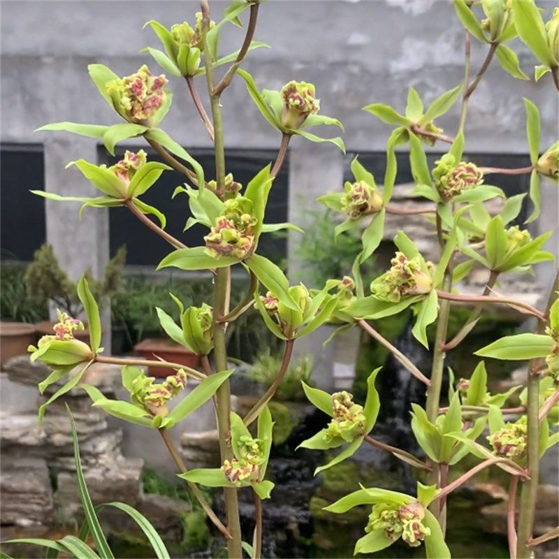 兰花蕙兰绿牡丹无花苞发货浓香花卉绿植裸根植物名贵好养易来花,鲜花速递/花卉仿真/绿植园艺,国兰/杂交兰/洋兰类,淘宝优惠券,粉丝福利购,淘宝优惠卷