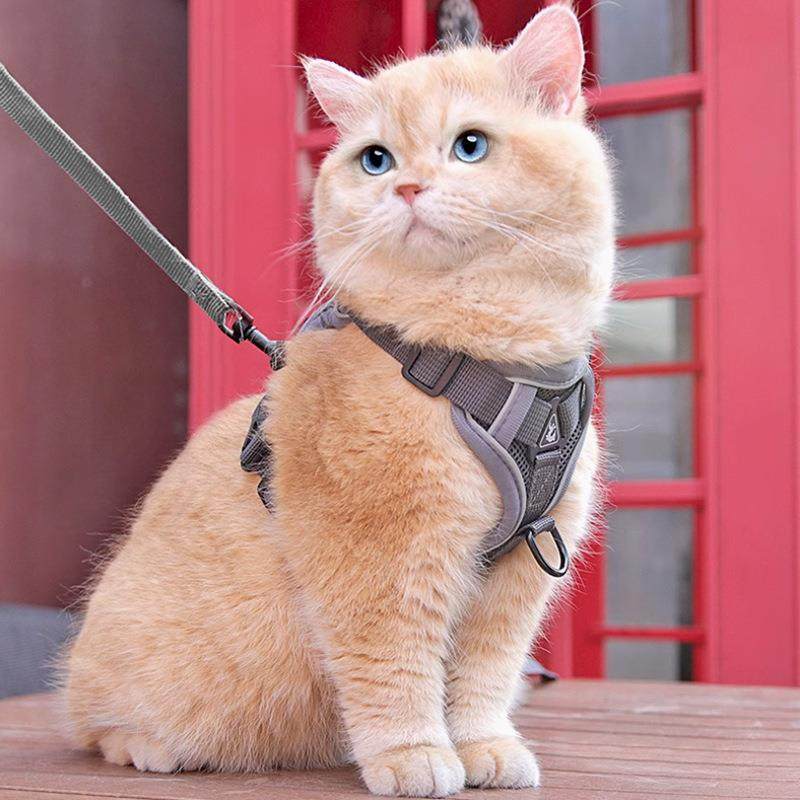 宠物猫咪牵引绳可爱背心式胸背带外出防挣脱可调节溜猫绳狗狗胸背