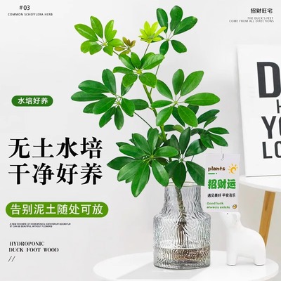 水培鸭脚木盆栽室内绿植