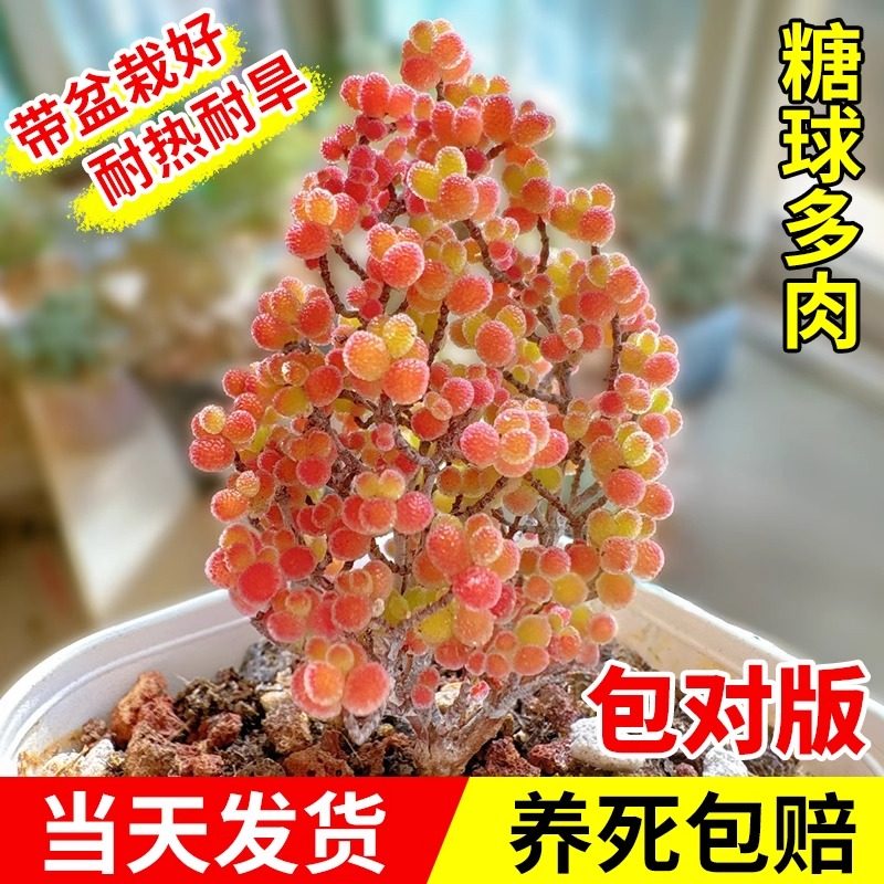 糖球枝干番杏多肉植物花卉高端小盆栽稀有品种名贵精品绿植好养活,鲜花速递/花卉仿真/绿植园艺,多肉植物,淘宝优惠券,粉丝福利购,淘宝优惠卷