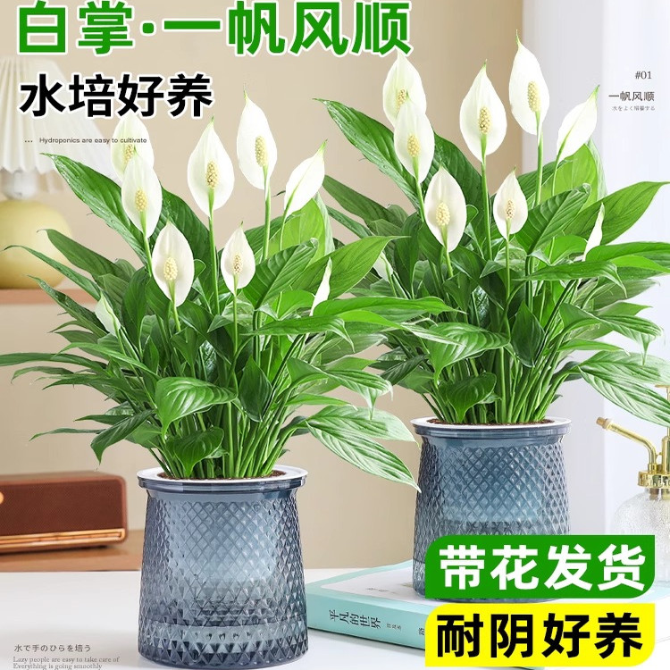 白掌一帆风顺盆栽水培植物绿萝
