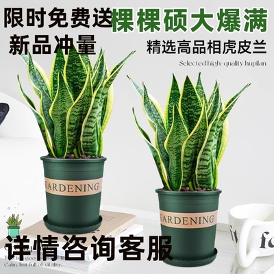 金边虎皮兰盆栽多肉易活水培植物