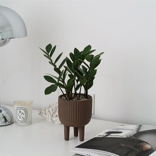 植物私生活 迷你金钱树 办公室旺财招财旺事业运绿植盆栽