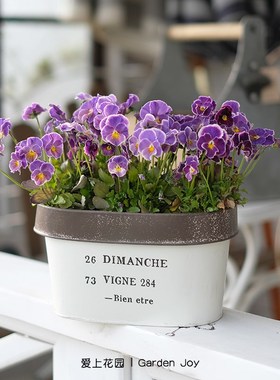 爱上花园园艺杂货庭院装饰套盆花盒铁皮翻边字母椭圆DIMANCHE284