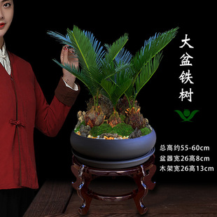苔藓石山铁树盆栽室内植物好养易活客厅玄关大型绿植开业苏铁盆景