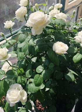 大花浓香月季花大苗伊芙婚礼之路白色玫瑰花盆栽阳台四季观花植物