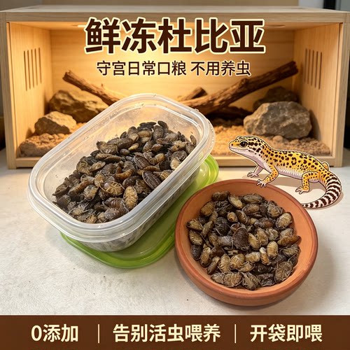 康蟋鲜冻杜比亚蟑螂冷冻无菌处理守宫鬃狮苗爬宠适用龟类雷龙鱼类