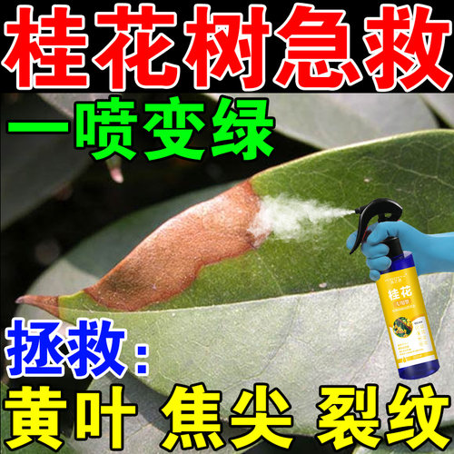 桂花树专用肥料黄叶焦尖叶斑病枯叶病黑斑落叶花卉盆栽通用营养液
