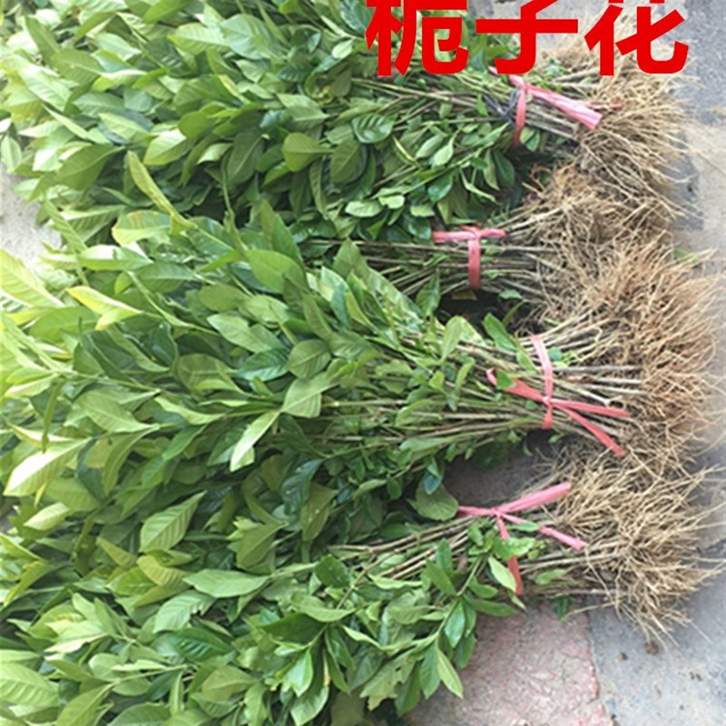 栀子花树苗小苗浓香型大小叶地栽盆栽牡丹栀子阳台庭院绿植枝枝花