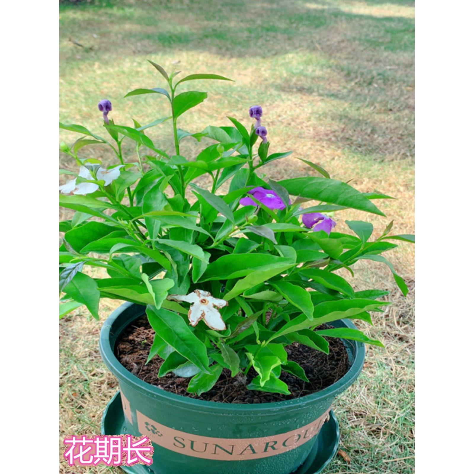 双色茉莉花盆栽非洲鸳鸯茉莉花苗树浓香多季开花虎头茉莉绿植好养