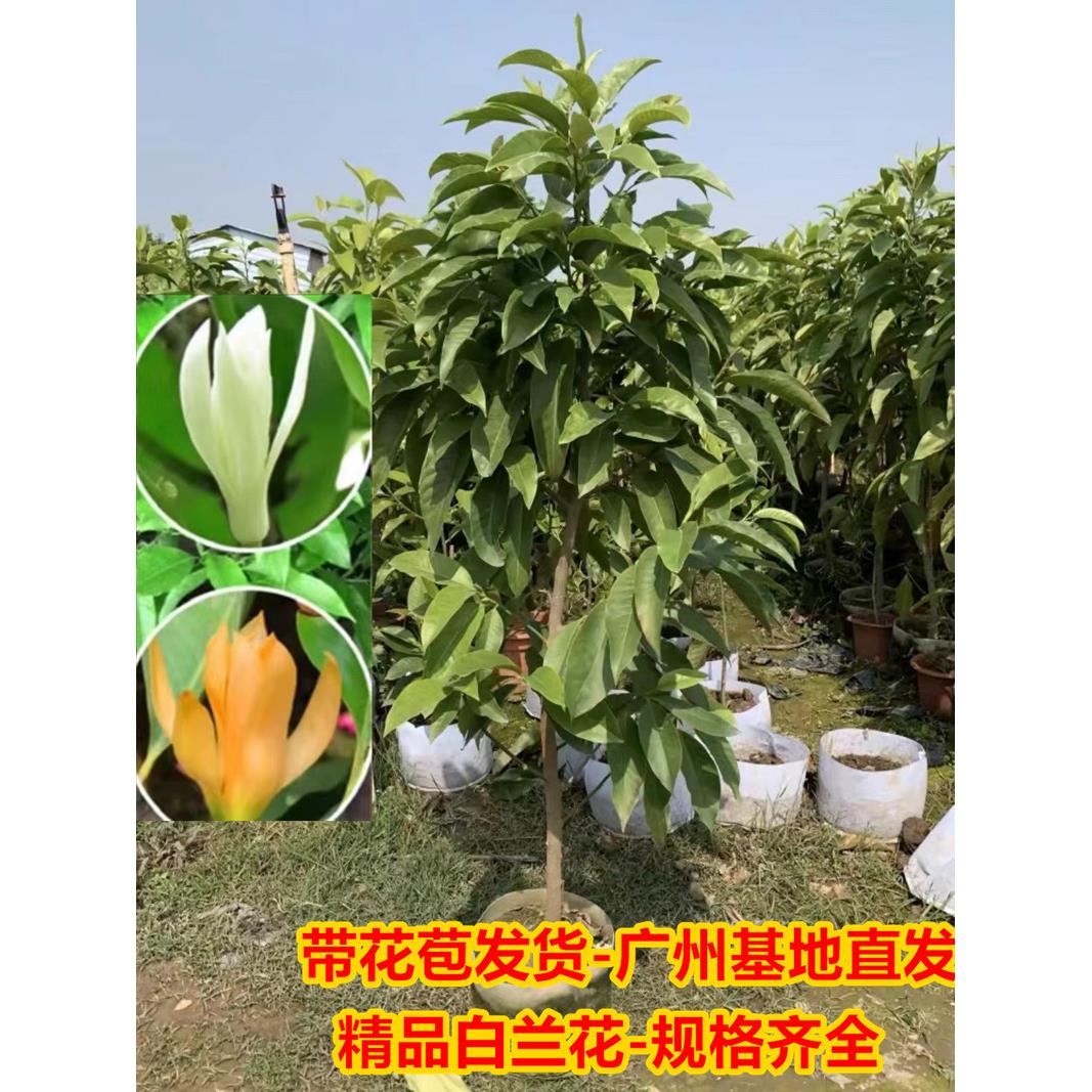 白兰花玉兰花树苗盆栽庭院室外花卉带花苞黄角兰矮桩黄果兰大树