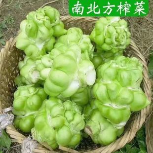 正宗榨菜种子四川美味大头菜榨菜头青菜头芥菜夏秋季蔬菜耐高温种