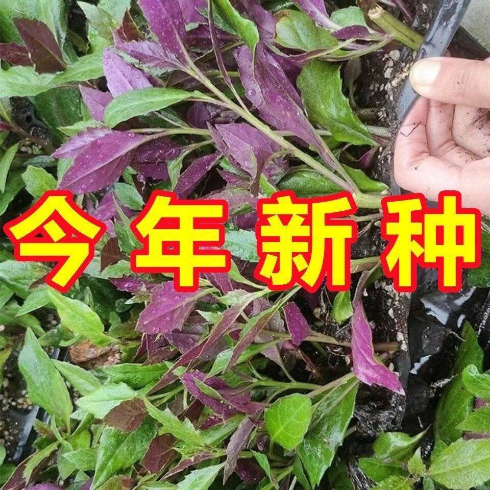 天然补血紫背菜种子观音天葵蔬菜种子血皮红背菜易种高产抗病种籽