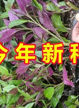天然补血紫背菜种子观音天葵蔬菜种子血皮红背菜易种高产抗病种籽