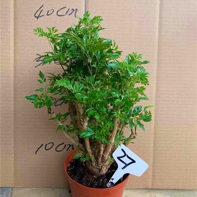 羽叶福禄桐盆栽客厅植物树桩四季常青室内绿植花卉发财树净化空气
