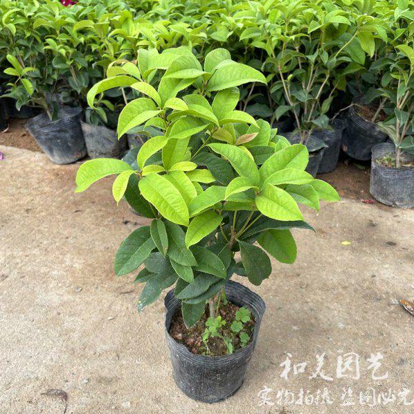 桂 原苗四季桂包邮大本 土 金货 独杆 月桂 花木多年生球发桂 丹