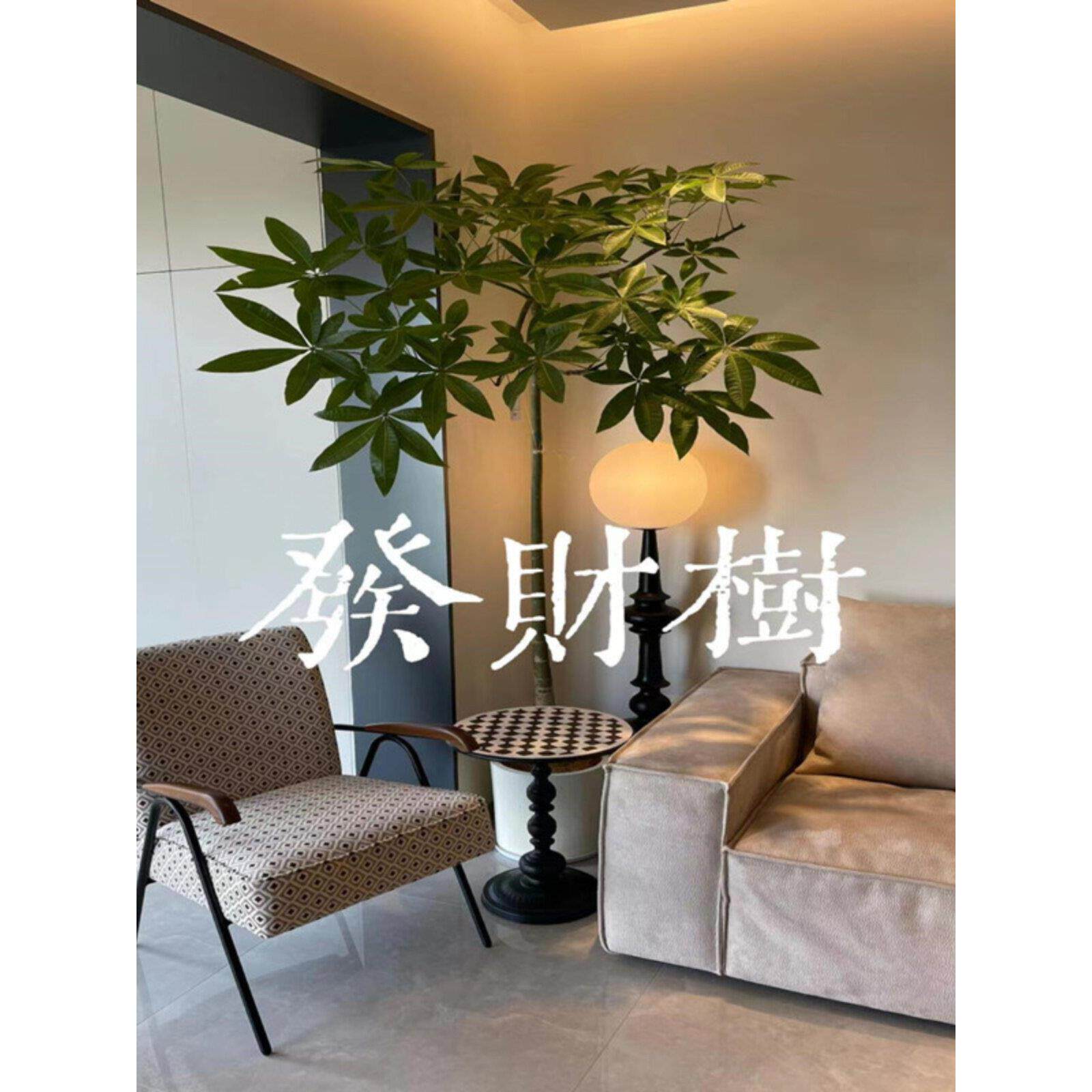 原生发财树盆栽室内客厅办公室大型植物八方来财招财旺运好养绿植