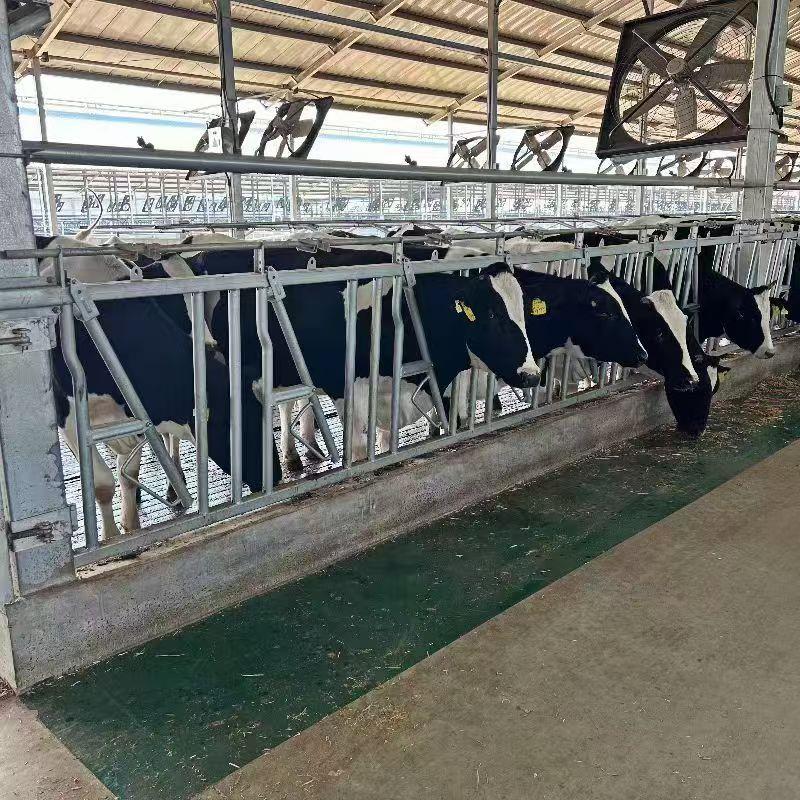 牛颈枷自锁型结实耐用方便灵活牛场设备牧场养殖牛颈夹农场奶牛