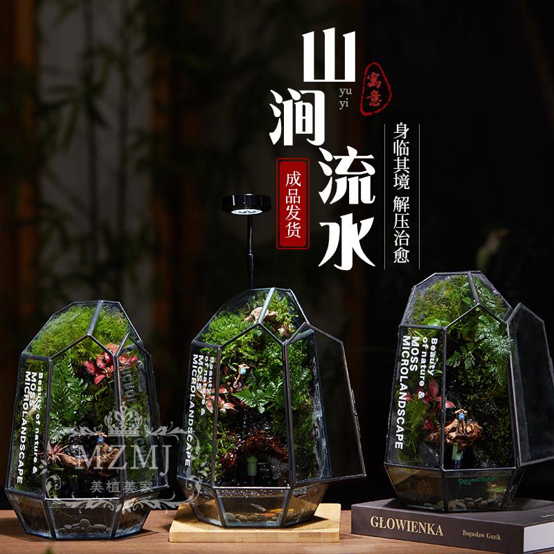 桌面微景观新居生态礼物盆景办公桌面植物迷你好养家居微型雨林缸