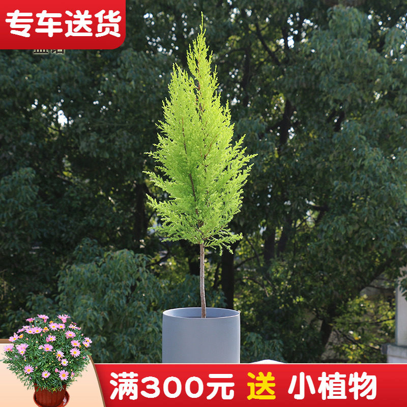 香松盆栽 香冠柏植物室内桌面四季好养 花卉绿植阳台小金冠柏盆景