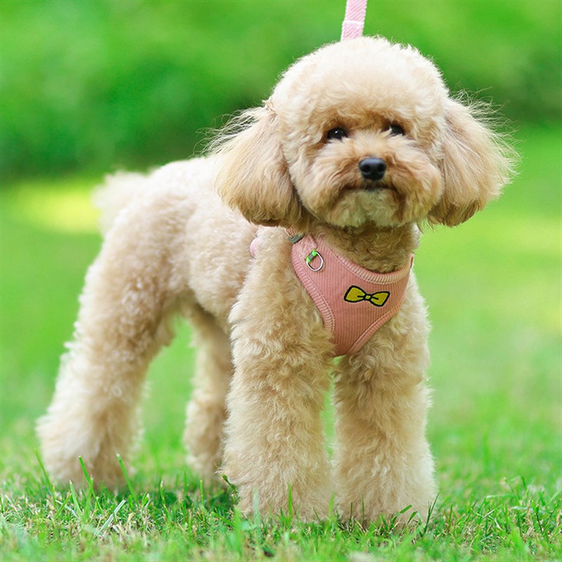 狗狗牵引绳背心式小型犬遛狗绳泰迪柯基柴犬胸背带幼犬宠物狗链子