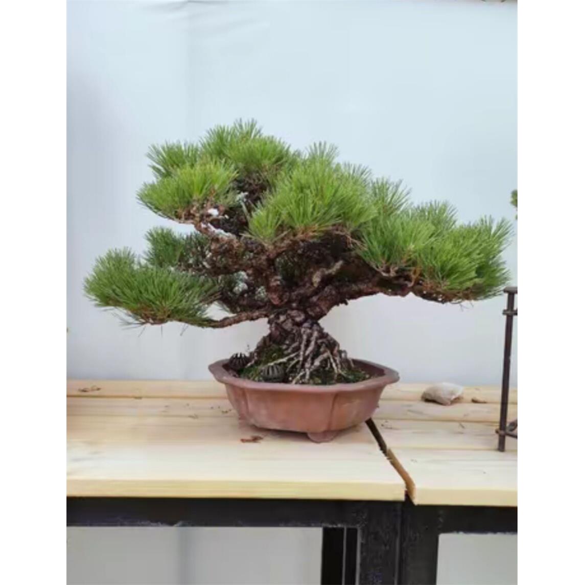 黑松罗汉松真柏，造型盆景四季常青 一物一拍（自主下单随机发）