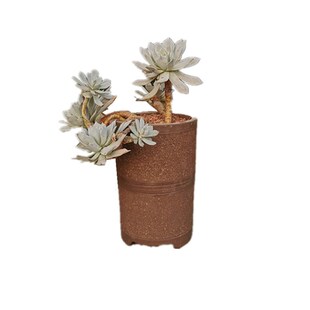 破损补发粗砂直筒透气粗陶法师绿植专用陶罐陶瓷大老桩花盆包邮