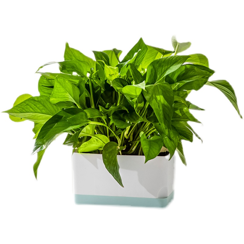 长方形懒人自吸水水培器皿容器带底盘绿萝桌面塑料储水小花盆白色