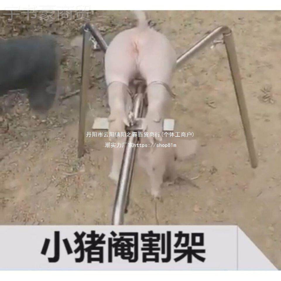 小猪阉割仔猪用敲猪阉架阉刀架 养殖AGH场三脚固定去势阉割器割猪