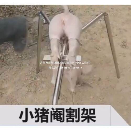 小猪阉割仔猪用敲猪阉架阉刀架 养殖AGH场三脚固定去势阉割器割猪