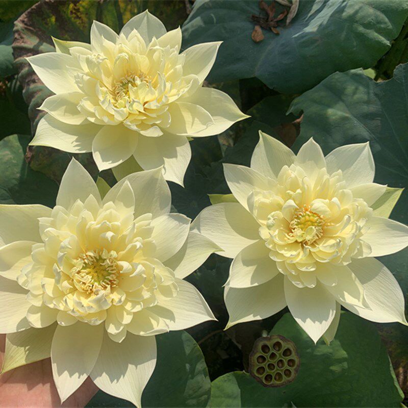 【秣陵秋色】-中型 盆栽观赏荷花庭院水生花卉 碗莲种藕 莲痴瓦力