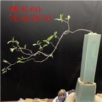 海岛小叶红芽春花盆景石斑木盆景老桩小叶春花盆景海岛春花