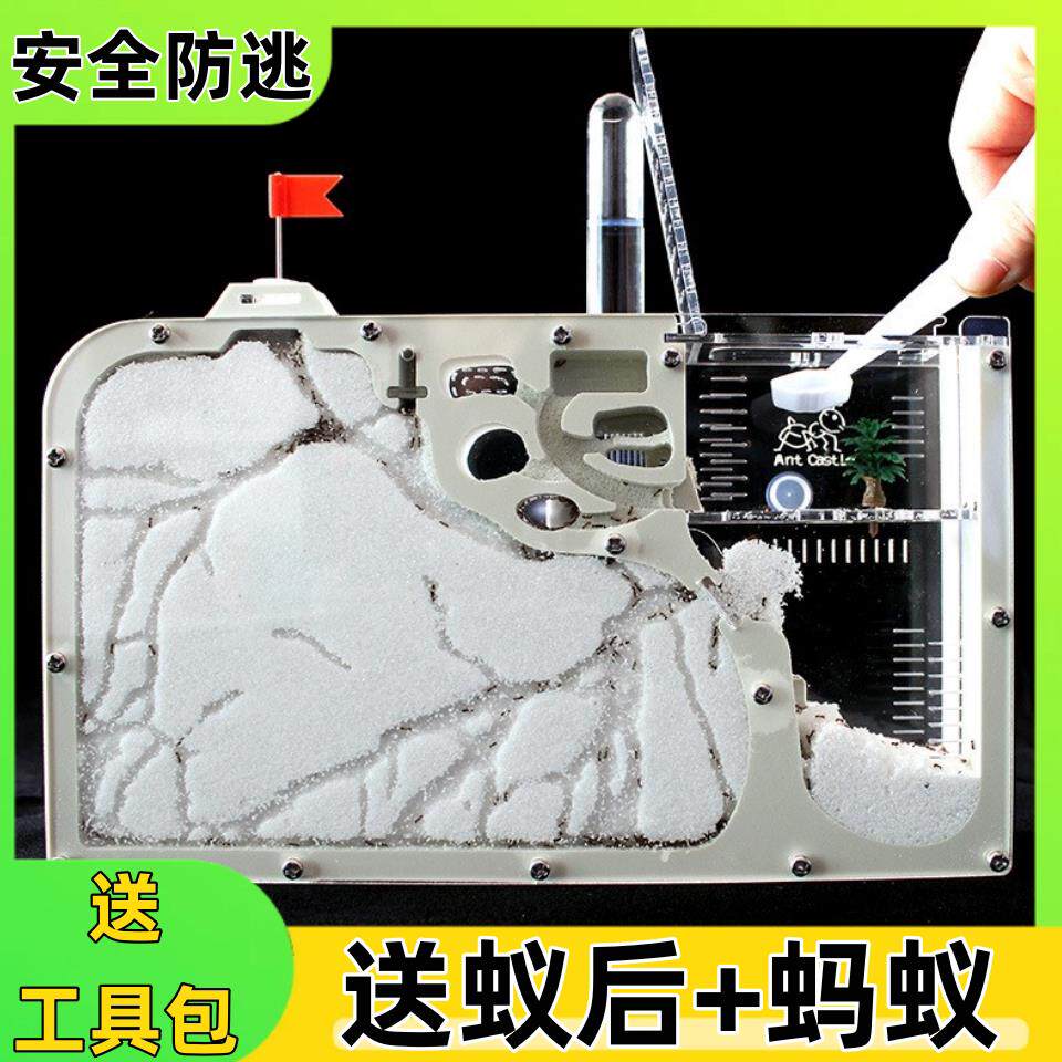 蚂蚁生态箱送蚁后免装大型观察盒超大号宠物饲养箱儿童家养城厂家