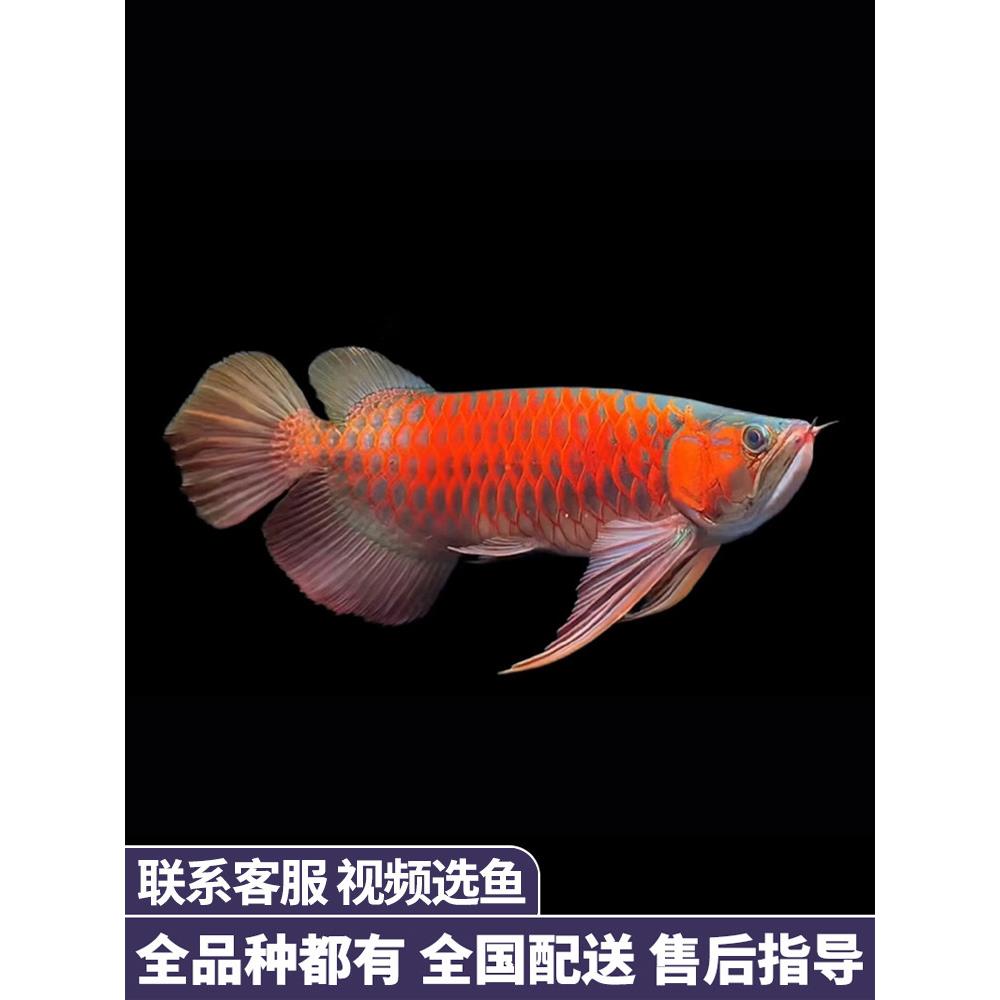 金龙鱼红龙鱼苗活体黄化银龙活鱼小鱼幼苗大型龙鱼幼鱼观赏鱼印尼