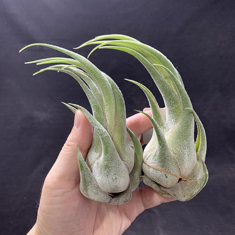 空气凤梨植物 犀牛角 一物一拍 形态超美 实物如图 少量现货