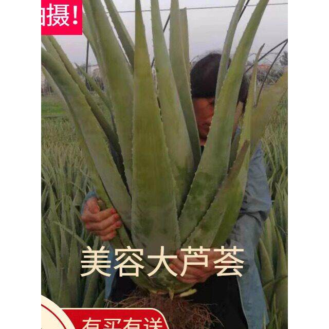 库拉索芦荟美容院灌肤专用植物大型盆栽庭院绿植室内花卉盆景包邮