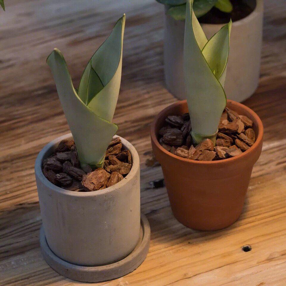 somi 白玉虎皮兰 虎尾兰 小盆栽室内净化空气吸甲醛清新植物盆景