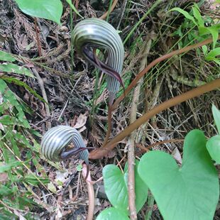 高原深山野生象头花 野磨芋 三不跳 象鼻花三叶南星