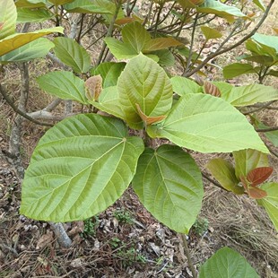 大果榕鲜叶云南超大无花果鲜叶巨拟叶螽冠脉螽斯专吃食物叶片