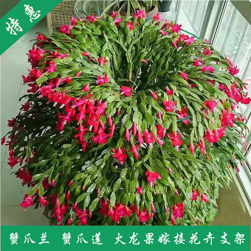 蟹爪兰专用造型支架蟹爪莲火龙果固定嫁接金属花卉伞形园艺花架