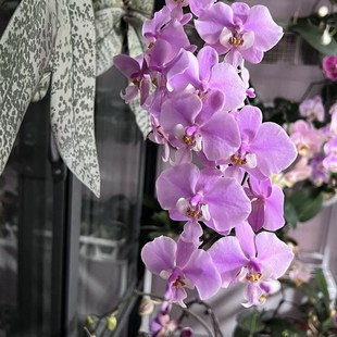 三片叶 蝴蝶兰M405 西雷利2.8寸杯