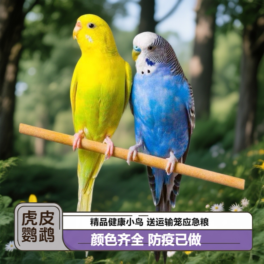 鸟类动物活体虎皮鹦鹉活鸟幼鸟彩鸟
