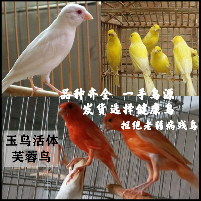 黄玉鸟芙蓉鸟金丝雀活体鸣唱观赏鸟健康小鸟宠物活鸟观赏鸟类包邮