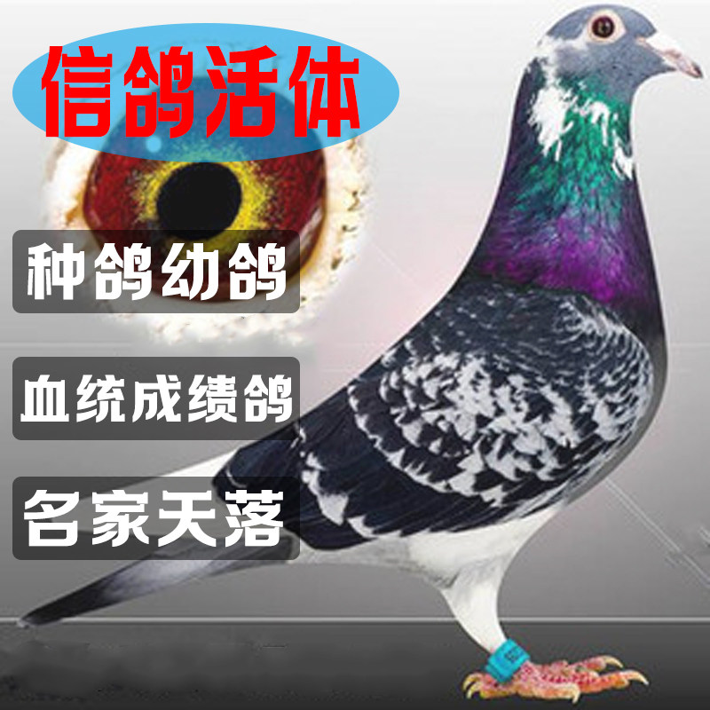 信鸽活体种鸽幼鸽血统成绩鸽名家天落公棚比赛鸽子名家血统鸽包邮