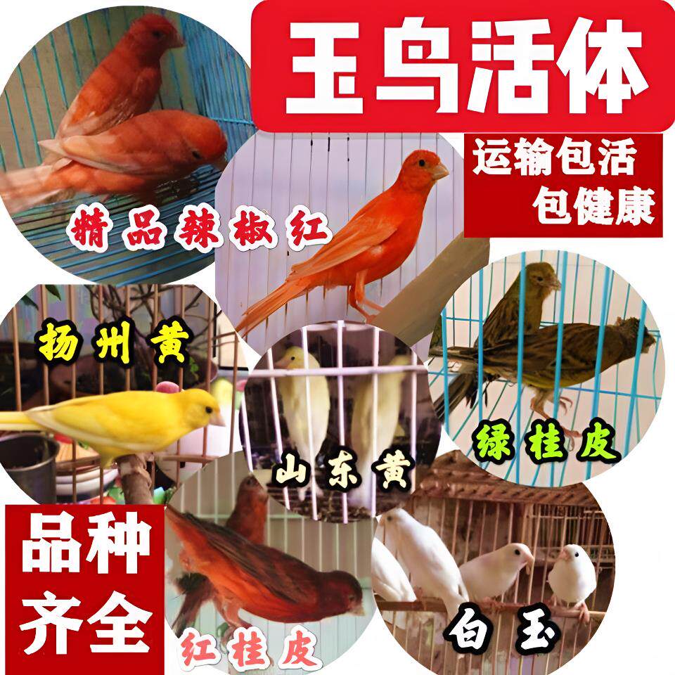玉鸟 芙蓉鸟 金丝雀活鸟 观赏鸟