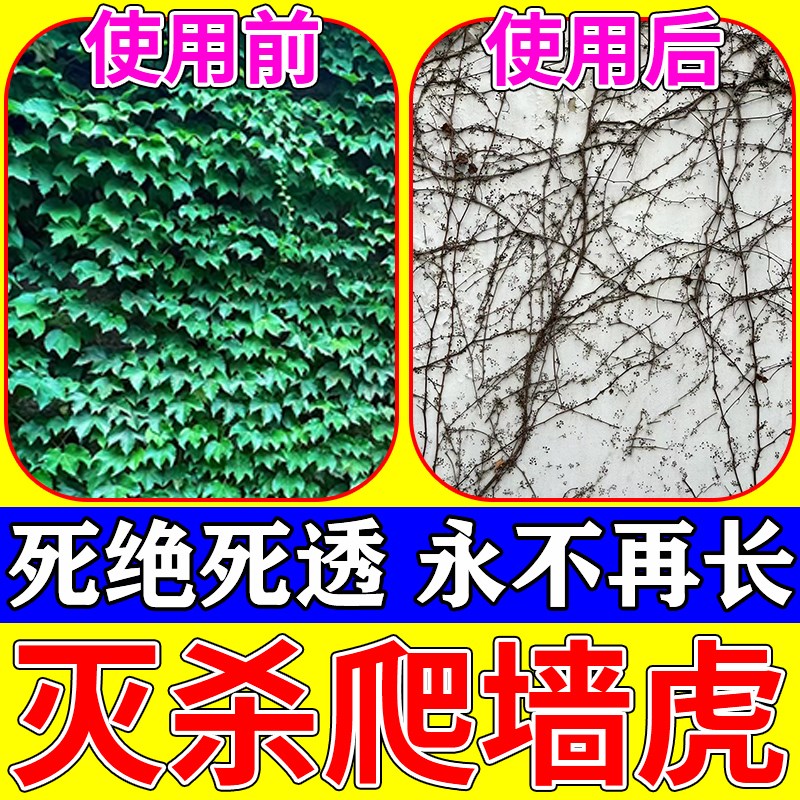爬山虎去除爬山虎克星爬墙虎藤蔓灌木杂草专用除草烂根剂一扫光药